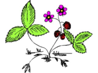 Sticker Custom Preview Image #104437 Plants Flowers Flowers Flowers353