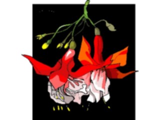 Sticker Custom Preview Image #104512 Plants Flowers Flowers Fuchsia2