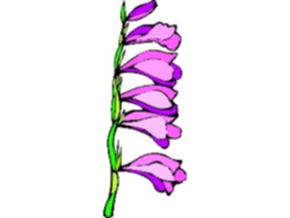 Sticker Custom Preview Image #104519 Plants Flowers Flowers Gladiolas3