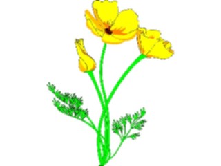 Sticker Custom Preview Image #104524 Plants Flowers Flowers Golden Poppy