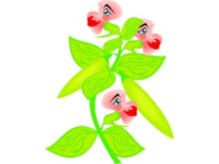 Sticker Custom Preview Image #104531 Plants Flowers Flowers Haricot