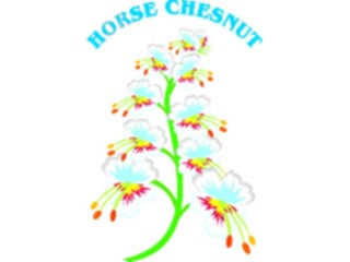 Sticker Custom Preview Image #104537 Plants Flowers Flowers Horse Chesnut