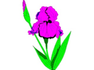 Sticker Custom Preview Image #104541 Plants Flowers Flowers Iris1