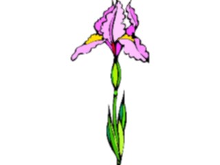 Sticker Custom Preview Image #104543 Plants Flowers Flowers Iris3