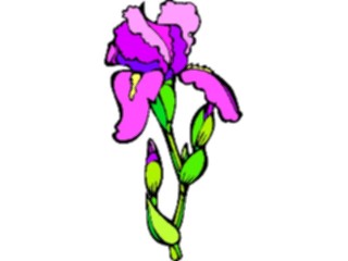 Sticker Custom Preview Image #104544 Plants Flowers Flowers Iris4
