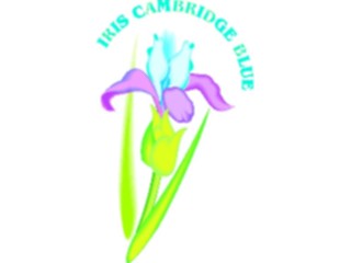 Sticker Custom Preview Image #104548 Plants Flowers Flowers Iris Cambridge Blue