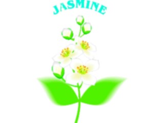 Sticker Custom Preview Image #104551 Plants Flowers Flowers Jasmine2
