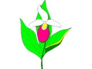 Sticker Custom Preview Image #104552 Plants Flowers Flowers Lady Slipper