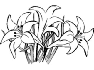 Sticker Custom Preview Image #104565 Plants Flowers Flowers Lilies2