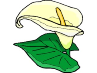 Sticker Custom Preview Image #104575 Plants Flowers Flowers Lily10