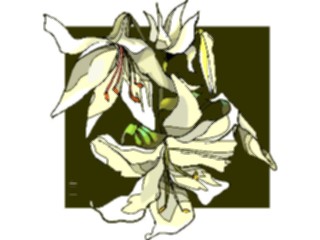 Sticker Custom Preview Image #104577 Plants Flowers Flowers Lily12