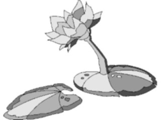 Sticker Custom Preview Image #104582 Plants Flowers Flowers Lily Pads1