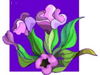Sticker Custom Preview Image #104590 Plants Flowers Flowers Lungwort