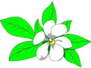 Sticker Custom Preview Image #104592 Plants Flowers Flowers Magnolia1