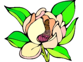 Sticker Custom Preview Image #104593 Plants Flowers Flowers Magnolia2
