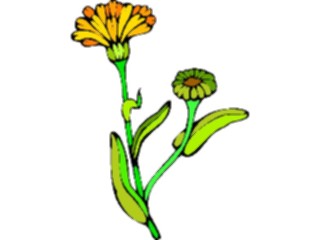Sticker Custom Preview Image #104597 Plants Flowers Flowers Marigold1