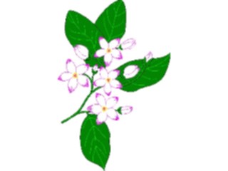 Sticker Custom Preview Image #104600 Plants Flowers Flowers Mayflower