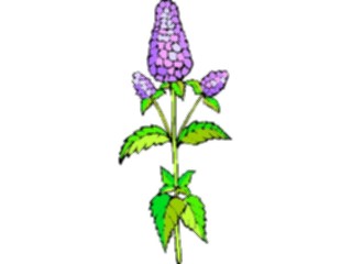 Sticker Custom Preview Image #104602 Plants Flowers Flowers Mint