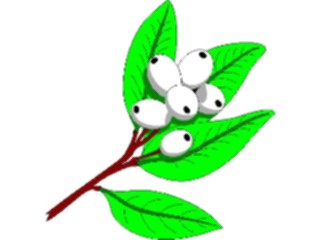 Sticker Custom Preview Image #104603 Plants Flowers Flowers Mistletoe