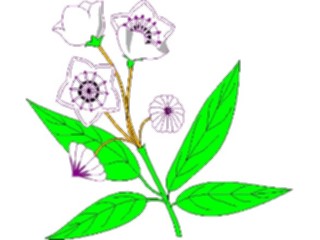 Sticker Custom Preview Image #104604 Plants Flowers Flowers Mountain Laurel