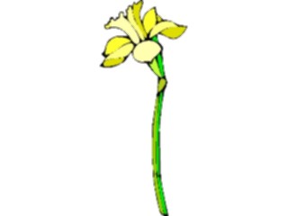Sticker Custom Preview Image #104607 Plants Flowers Flowers Narcissus3