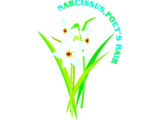 Sticker Custom Preview Image #104612 Plants Flowers Flowers Narcissus Poets Hair
