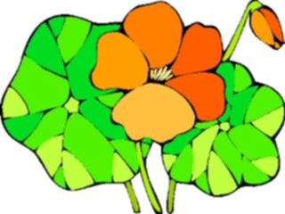 Sticker Custom Preview Image #104614 Plants Flowers Flowers Nasturtium2