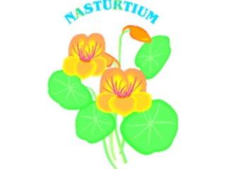 Sticker Custom Preview Image #104615 Plants Flowers Flowers Nasturtium3