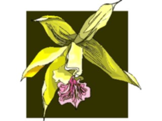 Sticker Custom Preview Image #104616 Plants Flowers Flowers Odontocidiym1