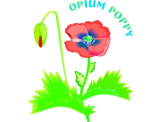 Sticker Custom Preview Image #104618 Plants Flowers Flowers Opium Poppy