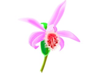 Sticker Custom Preview Image #104621 Plants Flowers Flowers Orchid2