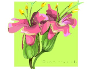 Sticker Custom Preview Image #104626 Plants Flowers Flowers Origaanum Vulgare L