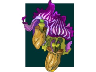 Sticker Custom Preview Image #104633 Plants Flowers Flowers Paphiopedium Fairieanum
