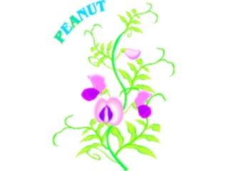 Sticker Custom Preview Image #104634 Plants Flowers Flowers Peanut