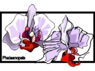 Sticker Custom Preview Image #104644 Plants Flowers Flowers Phalaenopsis