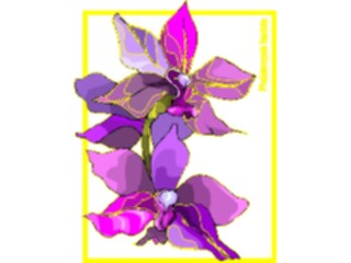 Sticker Custom Preview Image #104645 Plants Flowers Flowers Phalatenopsis Fasciata