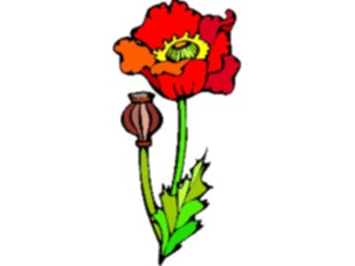 Sticker Custom Preview Image #104653 Plants Flowers Flowers Poppy4