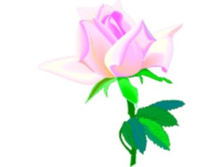 Sticker Custom Preview Image #104702 Plants Flowers Flowers Rose40