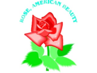 Sticker Custom Preview Image #104749 Plants Flowers Flowers Rose American Beauty