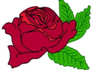 Sticker Custom Preview Image #104770 Plants Flowers Flowers Rose Open1