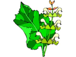 Sticker Custom Preview Image #104803 Plants Flowers Flowers Sage