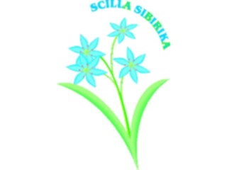 Sticker Custom Preview Image #104805 Plants Flowers Flowers Scilla Sibirika