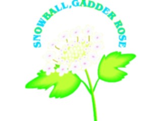 Sticker Custom Preview Image #104816 Plants Flowers Flowers Snowball Gadder Rose