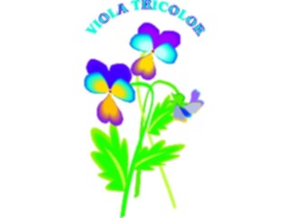 Sticker Custom Preview Image #104876 Plants Flowers Flowers Viola Tricolor