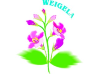 Sticker Custom Preview Image #104891 Plants Flowers Flowers Weigela