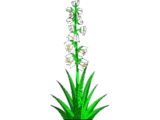 Sticker Custom Preview Image #104901 Plants Flowers Flowers Yucca
