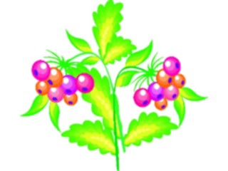 Sticker Custom Preview Image #104932 Plants Flowers General Berries08