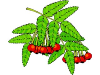 Sticker Custom Preview Image #104937 Plants Flowers General Berries13