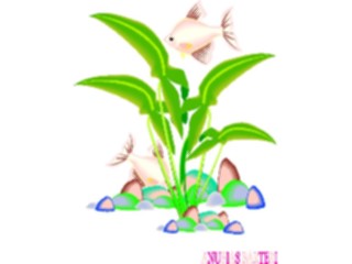 Sticker Custom Preview Image #105180 Plants Flowers Plants Anubias Barteri