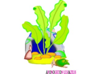 Sticker Custom Preview Image #105182 Plants Flowers Plants Aponogeton Ulvaceus